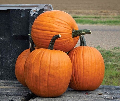 Hal. Scream II F1 PMT halloweenpompoen 5000 zaden