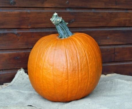 Apollo F1 PMT sterke halloweenpompoen 250 zaden