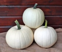 Honey Moon F1 PMT Witte kleine Pompoen ca. 4.5 kg 1000 zaden