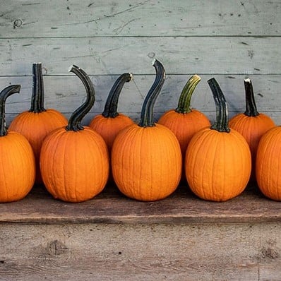 Pipsqueak F1 PMT Halloween pompoen 50 zaden