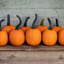 Pipsqueak F1 PMT Halloween pompoen 250 zaden