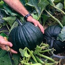 Dark Knight F1 Halloween zwartgroene pompoen