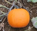 Duchess F1 PMT halloweenpompoen 250 zaden
