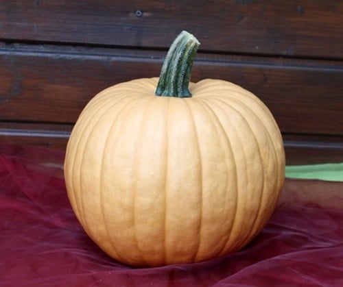 Hot Chocolate F1 PMT Halloweenpompoen kleinverpakking zaden