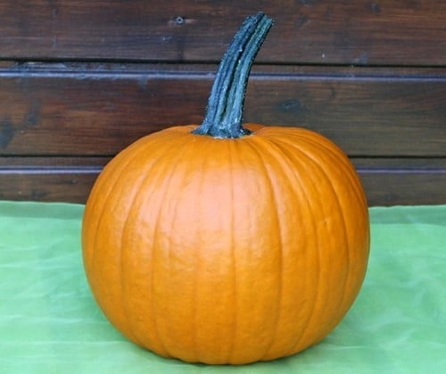 Hermes F1 PMT halloweenpompoen 250 zaden