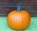 Hermes F1 PMT halloweenpompoen 250 zaden
