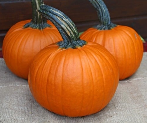 Jack of Hearts F1 PMT Halloweenpompoen 50 zaden
