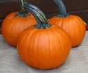 Jack of Hearts F1 PMT Halloweenpompoen 50 zaden