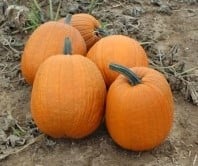 Igor F1 Zware Halloweenpompoen 50 zaden