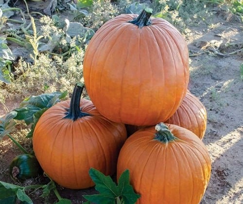 Zombie F1 Halloweenpompoen kleinverpakking