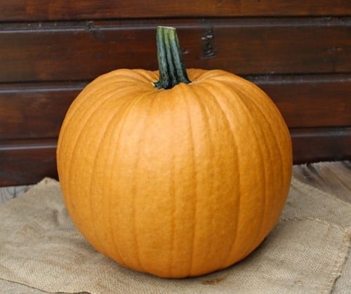 Spicy Mocha F1 PMT halloweenpompoen bijzondere kleur 250 zaden