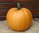 Spicy Mocha F1 PMT halloweenpompoen bijzondere kleur 250 zaden