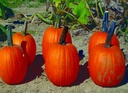 Carrie Halloween F1 Zware halloweenpompoen 50 zaden