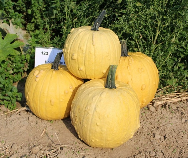 Homestyle F1 PMT Halloweenpompoen 250 zaden