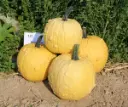 Homestyle F1 PMT Halloweenpompoen 250 zaden