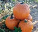 Sprinter F1 PMT Halloween pompoen 250 zaden