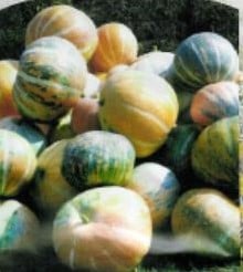 Rainbow pompoen zaden