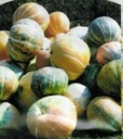 Rainbow pompoen zaden