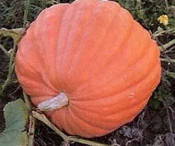 Atlantic Giant Orange reuzepompoen basiseenheid