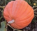 Atlantic Giant Orange reuzepompoen basiseenheid