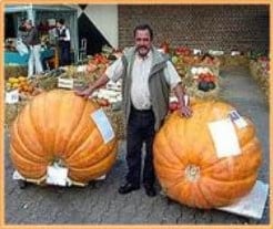 Atlantic Giant Competition Strain reuzepompoen 50 zaden