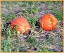 Atlantic Giant Orange Strain reuzepompoen basiseenheid