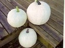 Cotton Candy pompoen 250 zaden