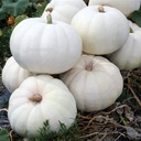 Stella Luna F1 zware witte pompoen zaden