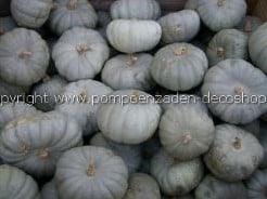 Crown Prince F1 pompoen 1000 zaden