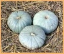 Sweet Meat Pompoen 50 zaden