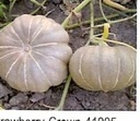Strawberry Crown pompoen 50 zaden