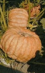 Australian Butter pompoen 250 zaden