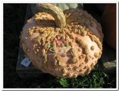 Galeux D'Eysines pompoen 50 zaden