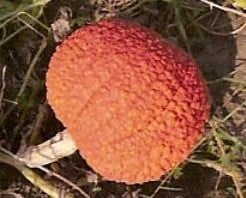 Rote Warze rood Warthy thing pompoen 250 zaden