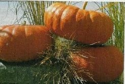 Cinderella rode pompoen 250 zaden