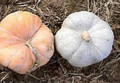 Turkse Muts Triamble Pompoen 50 zaden