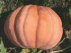 Orange Bulldog Nimrod pompoen zaden