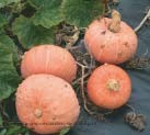 Warts Plethora F1 pompoen zaden