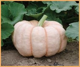 Potimarron pompoen 100 zaden