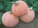 Moonscape F1 Cucurbita maxima pompoen zaden