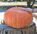 Ritz F1 Cucurbita maxima pompoen zaden