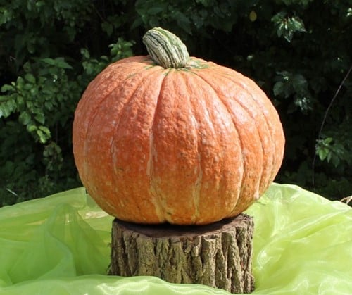 Mr. Fugly F1 Cucurbita maxima rode pompoen zaden