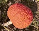 Rote Warze rood Warthy thing pompoen basiseenheid zaden