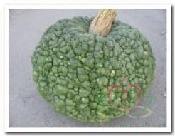 Buen Gusto pompoen 50 zaden