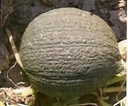 Verruqueux de Portugal pompoen basiseenheid zaden
