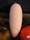 Pink Jumbo Banana pompoen 50 zaden