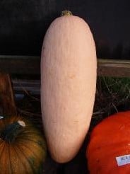 Pink Jumbo Banana pompoen basiseenheid zaden