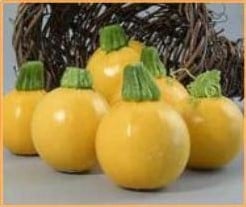 One ball F1 Floridor F1 summer squash zaden