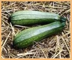 Courgette Albarello di Sarzana 