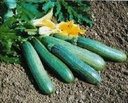 Tigress F1 Courgette Tigress Courgette zaden